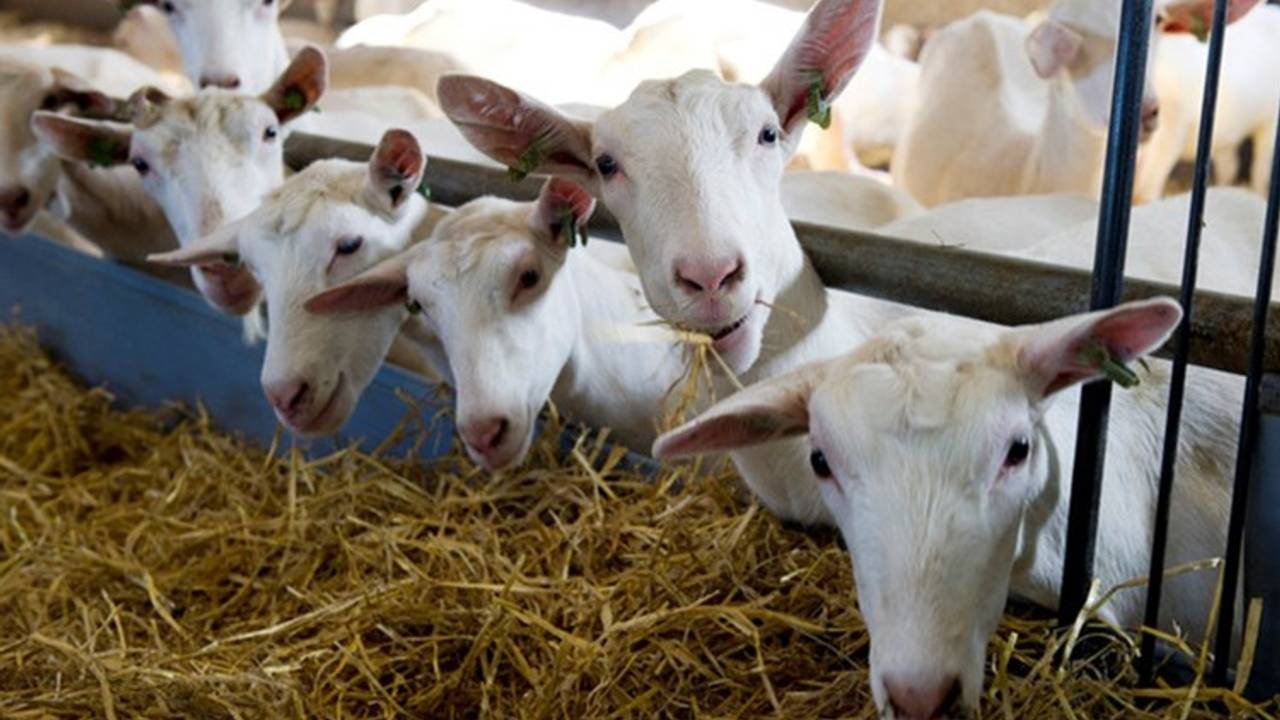 Geitenhouders kregen een schadevergoeding na de Q-koorts (foto: archief).