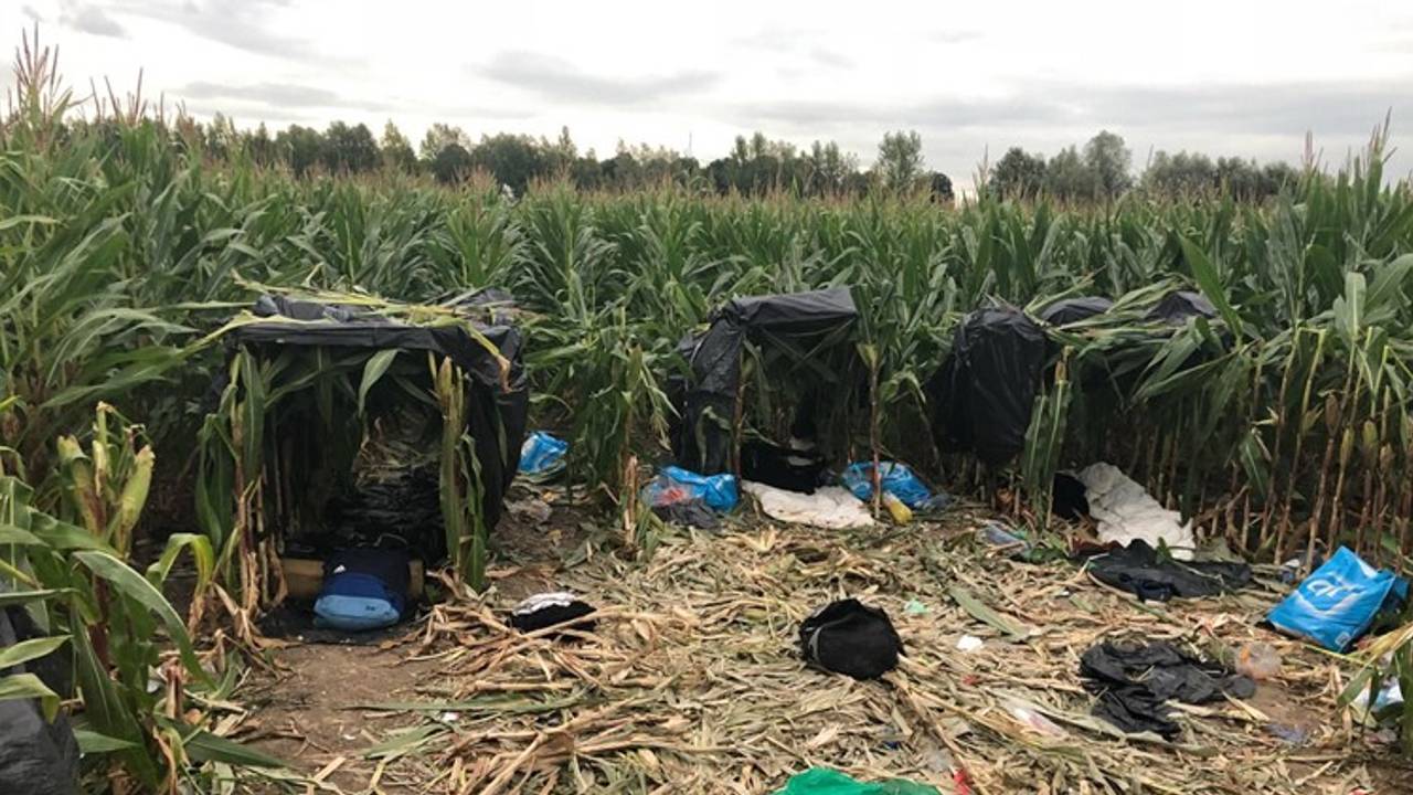 De Albanezen bivakkeerden in een maisveld bij de parkeerplaats
