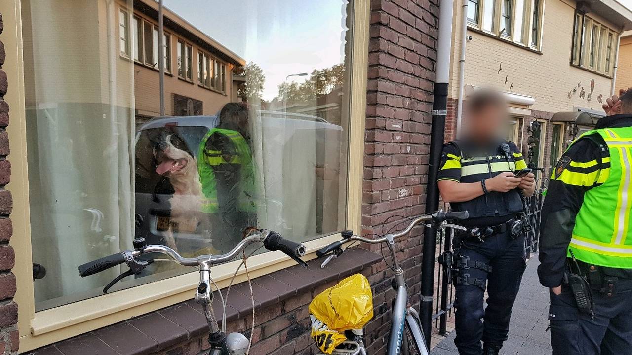 De honden worden in beslag genomen (Foto: Toby de Kort)