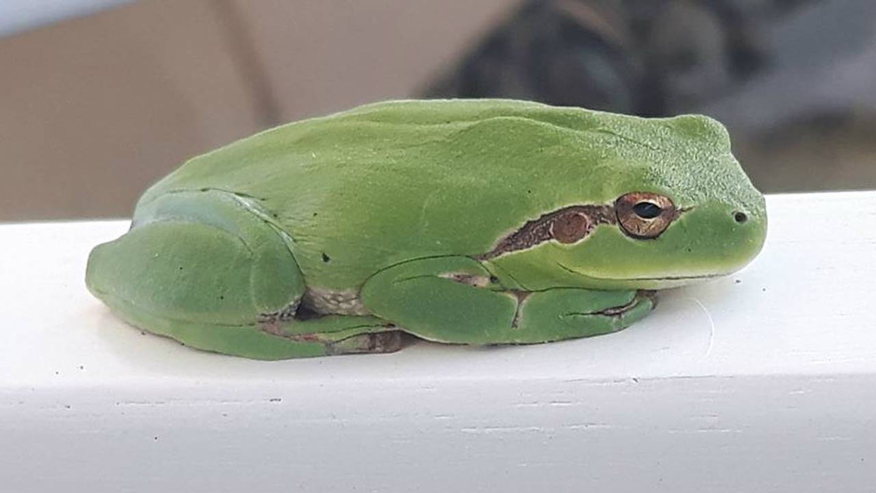 Een boomkikker. (Foto: Kees van Haaren)