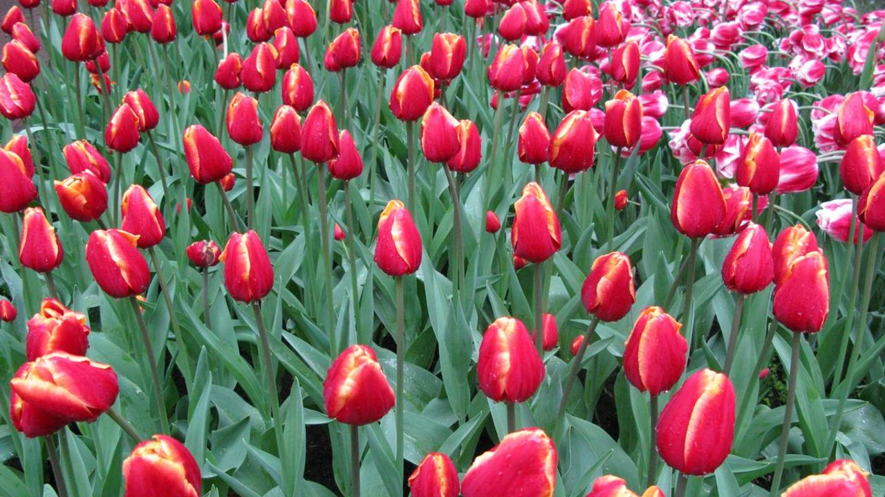 Bloemen in de Keukenhof. Foto: Malini Witlox