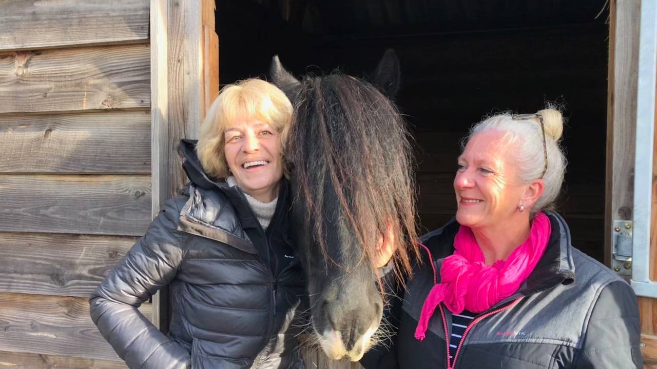 Paardencoaching door de GGzE op de Paardenhoeve in Eindhoven lijkt in twee jaar al een succes