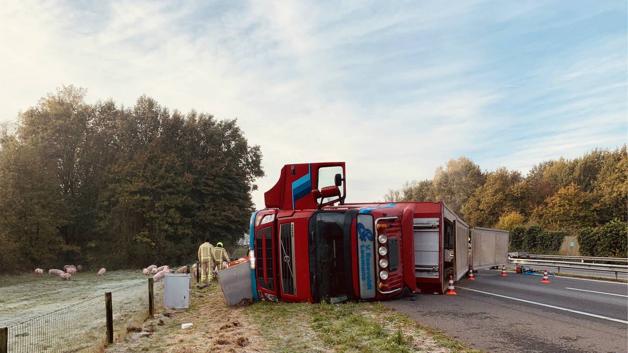 In de vrachtwagen zat vee. (Foto: AS Media)