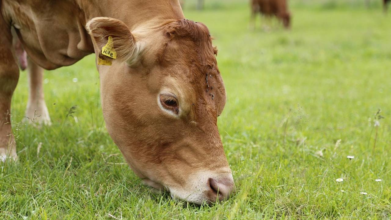 Een Limousin-koe zoals in Ulvenhout (Foto: Pixabay).