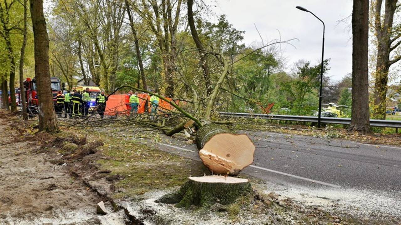 De omgezaagde boom viel op een fietser. (Foto: Toby de Kort/De Kort Media)