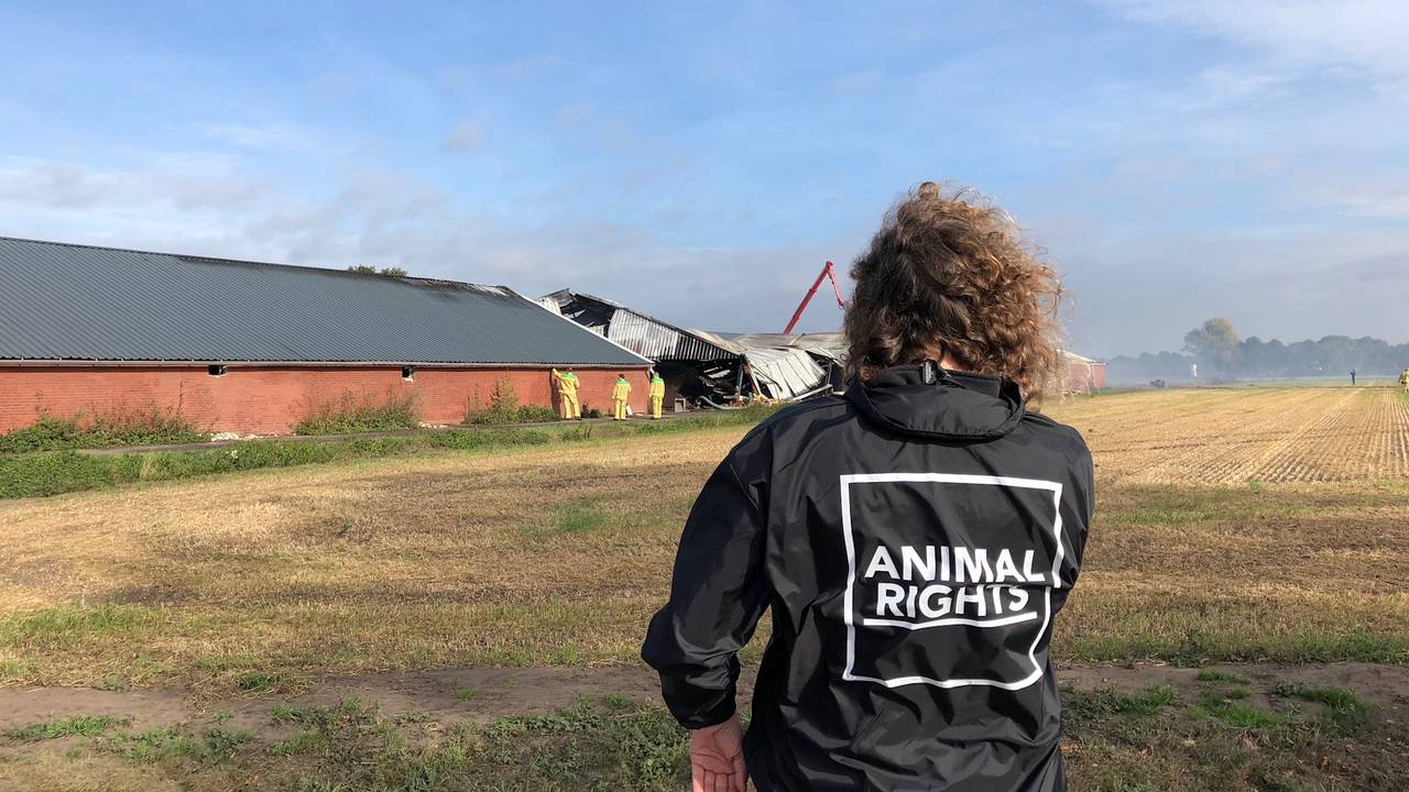 Dierenactivist Erwin Vermeulen bij de afgebrande stal in Asten-Heusden.