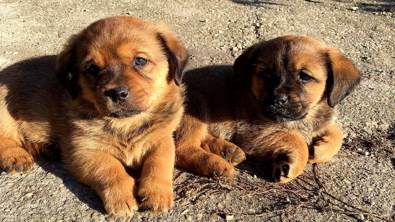 De pups zijn te herkennen aan hun bruine koppies.