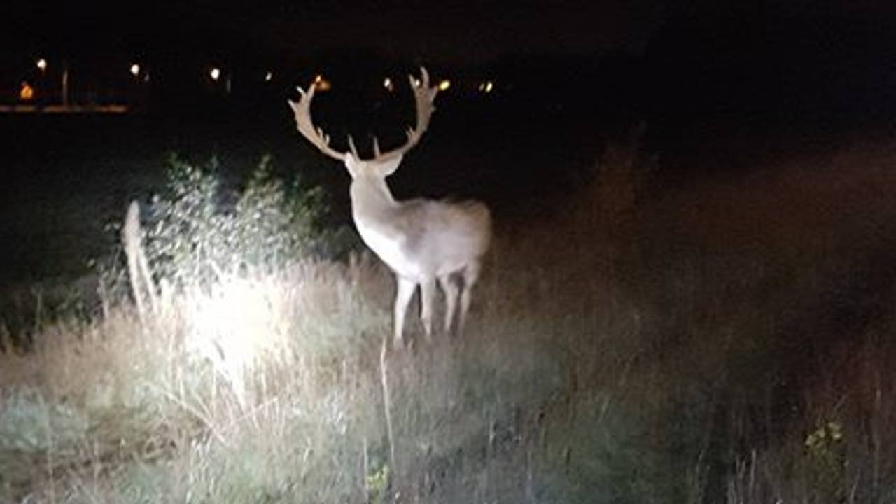 Automobilisten konden het damhert nog maar net ontwijken. (Foto: politieteam Weerijs)