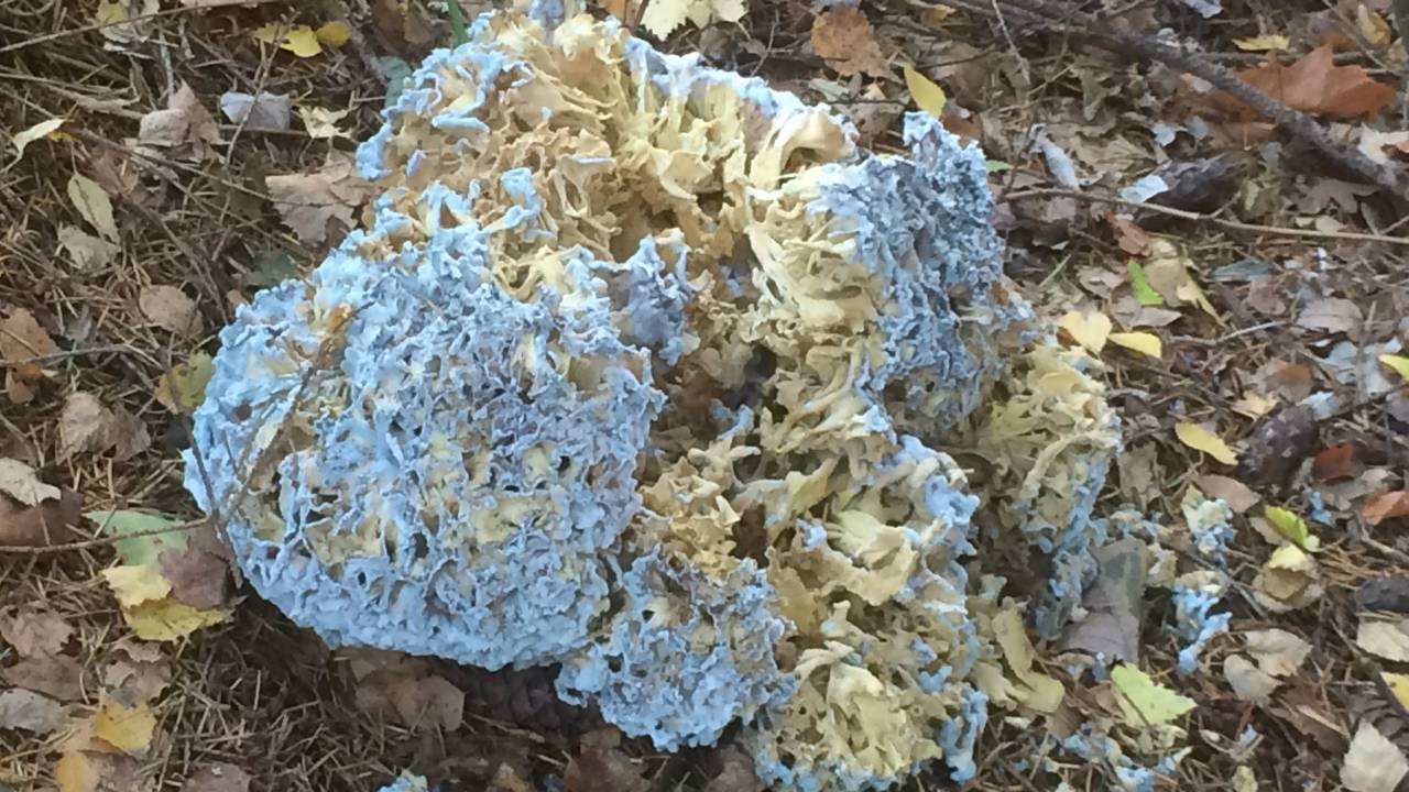 Een grote sponszwam. (Foto: Jacky Smits)