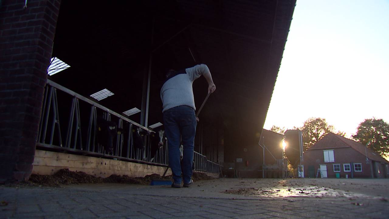 Melkveehouders komen psychisch in de problemen door regeldruk (foto: archief).