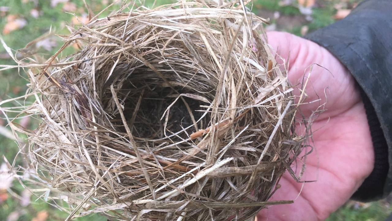 Het nestje van een dwergmuis.(Foto: Toine Cooymans)