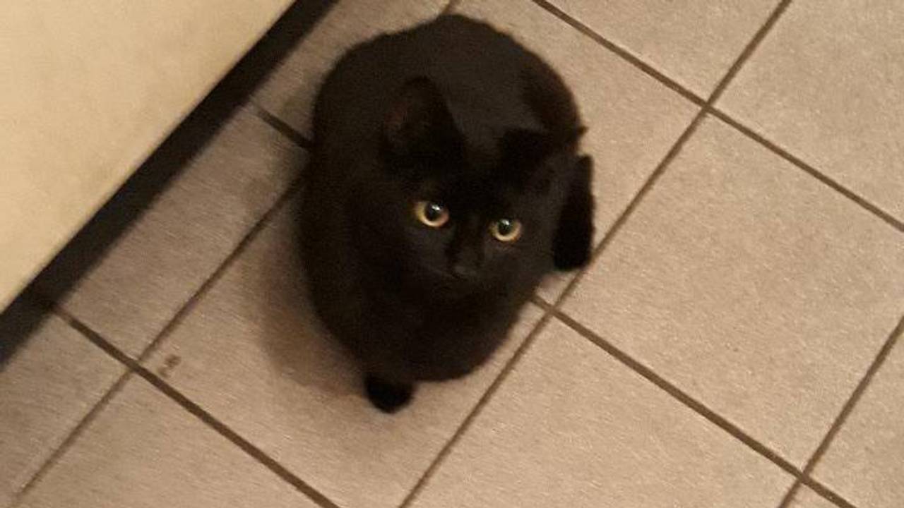 Een van de twee kittens. (Foto: Stichting Zwerfkat Boxtel)