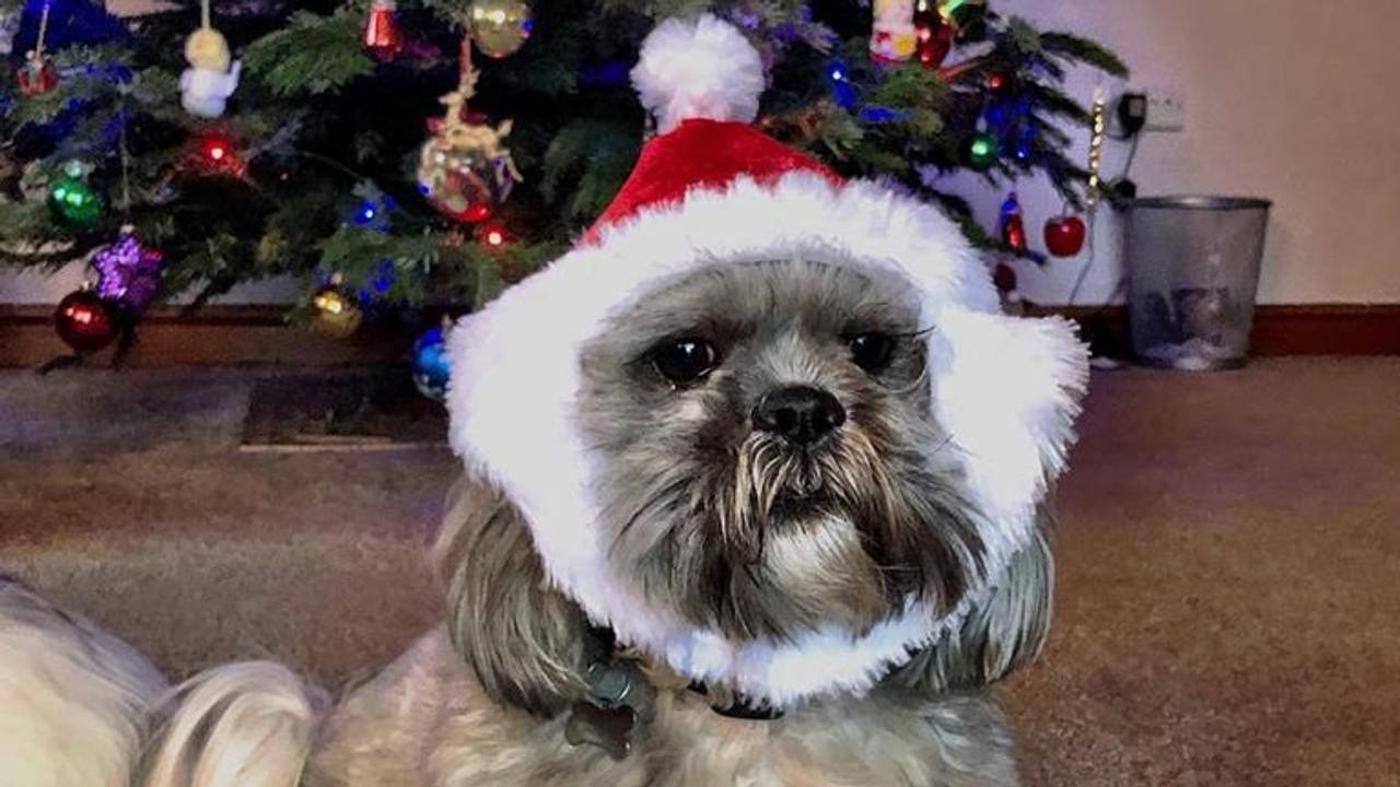 Hond met kerstmuts. (Foto: Stevejacko).