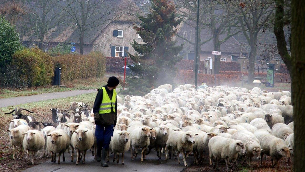 Schaapskudde 'De Lachende Ooij' (foto: Bart Meesters)