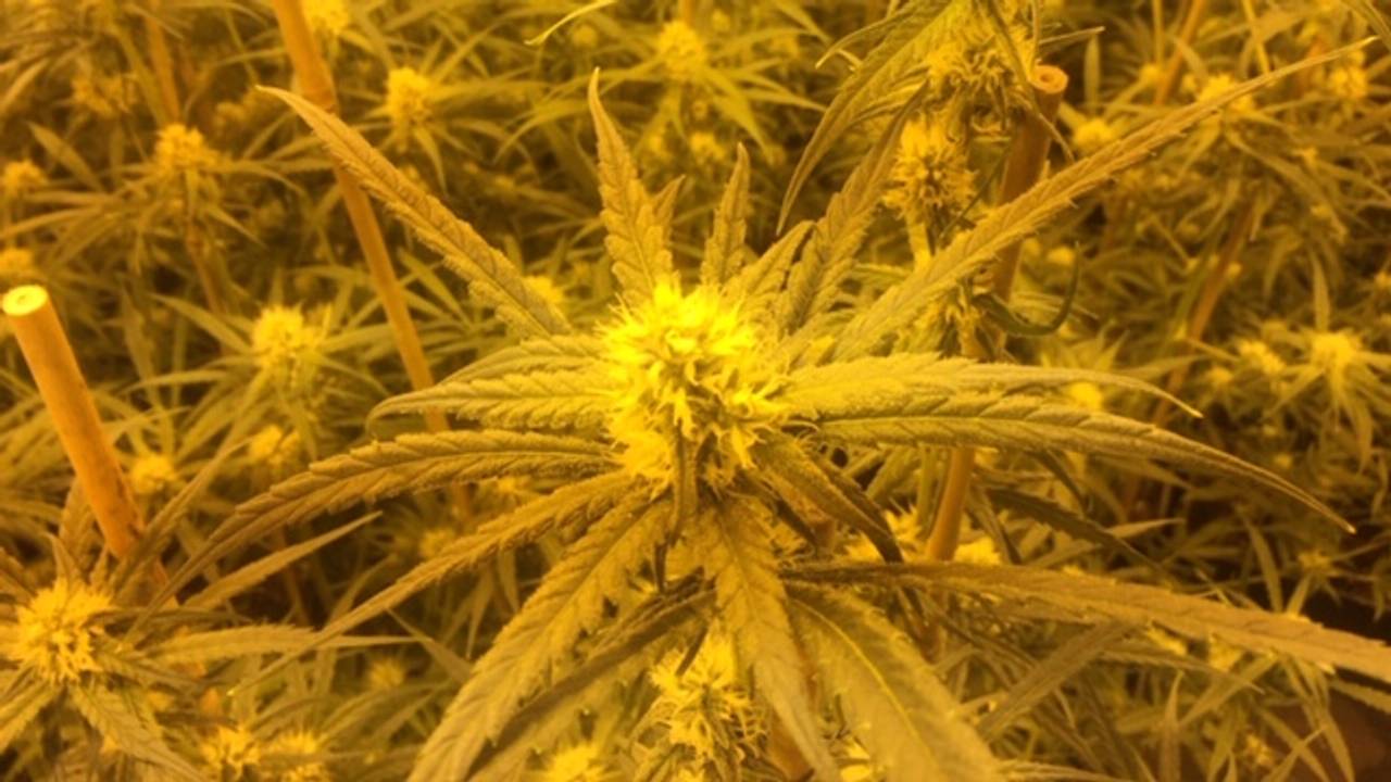 Bloeiende wiet (foto: Willem-Jan Joachems)