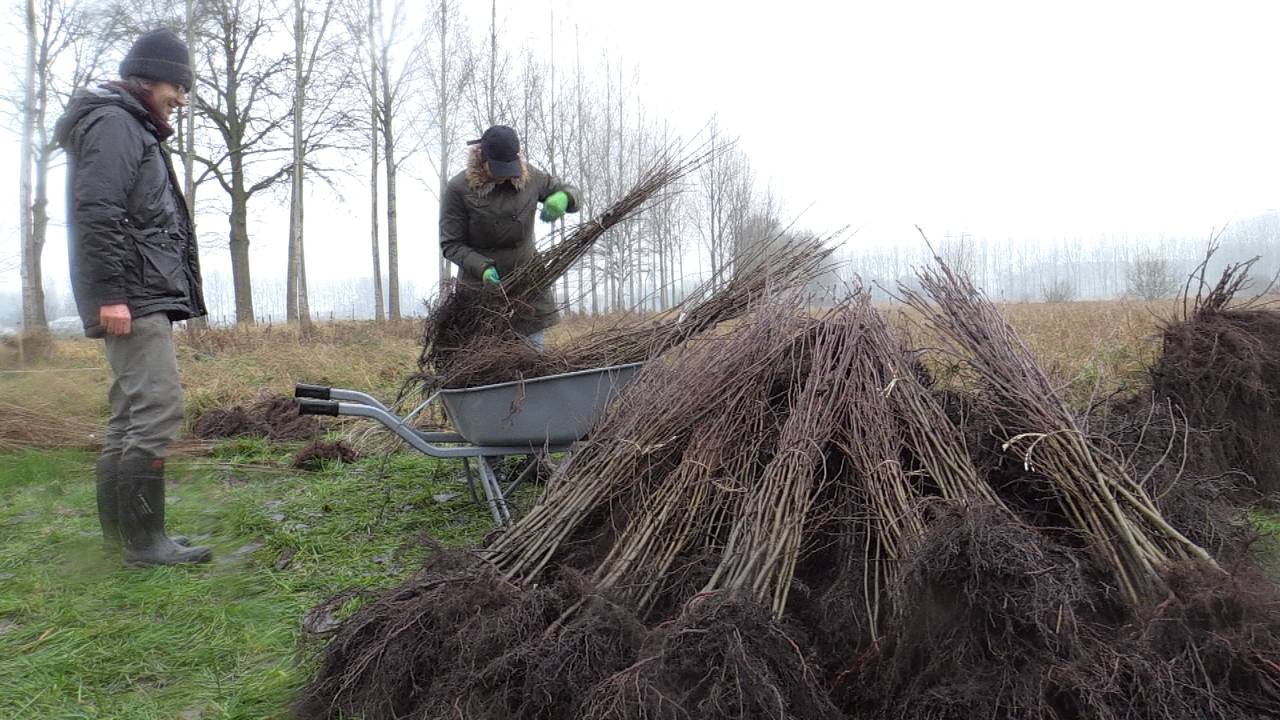 De eerste fase: de hagen worden geplant.