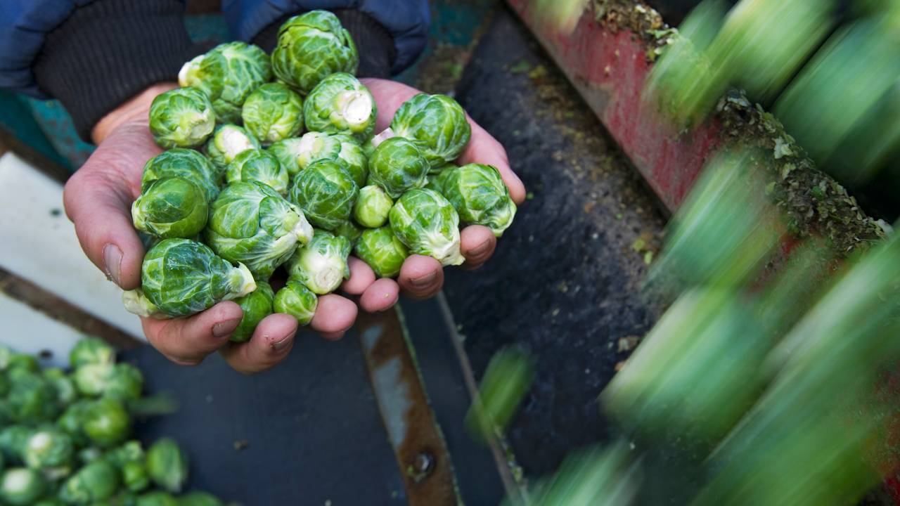 Nederlandse spruitjes zijn booming in het buitenland. (Foto: ANP)