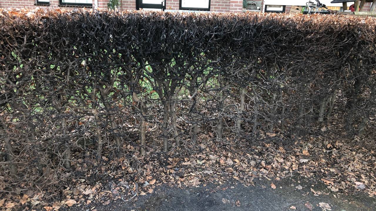 De zwartgeblakerde struiken bij de parkeerplaats waar de auto van Wilma stond geparkeerd.