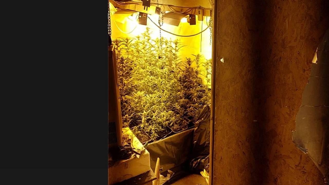 De hennepkwekerij werd gevonden op zolder. (Foto: politie Waalwijk/Facebook)