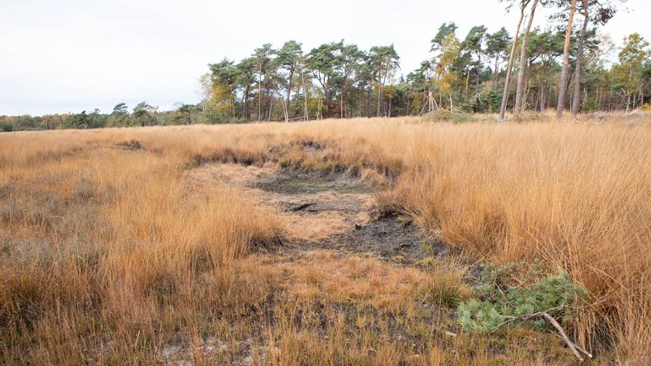 Een uitgedroogd ven.(Foto: Kevin Cordewener)