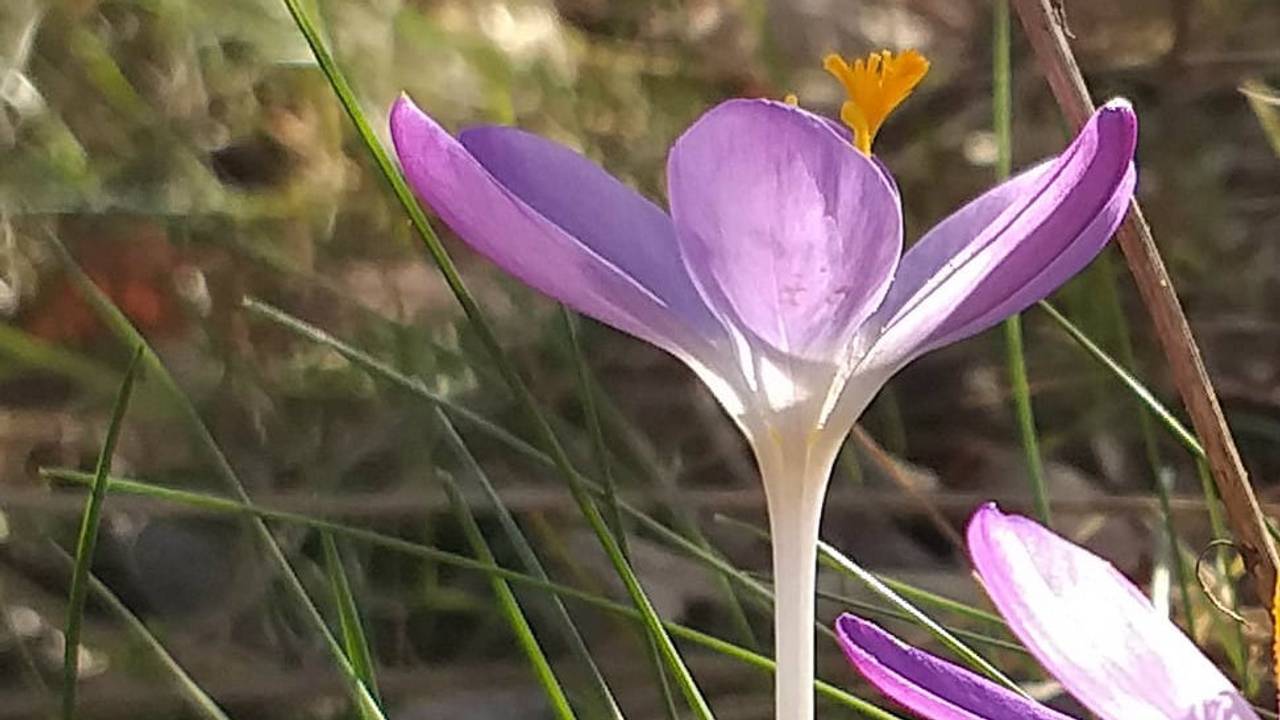 De krokus. (Foto Heleen Verduyn)
