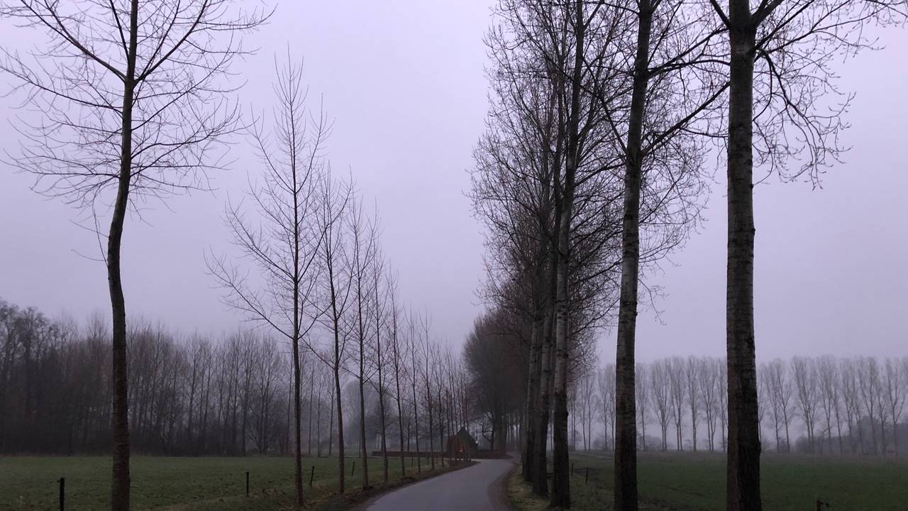 Populieren in Liempde (Foto: René van Hoof)