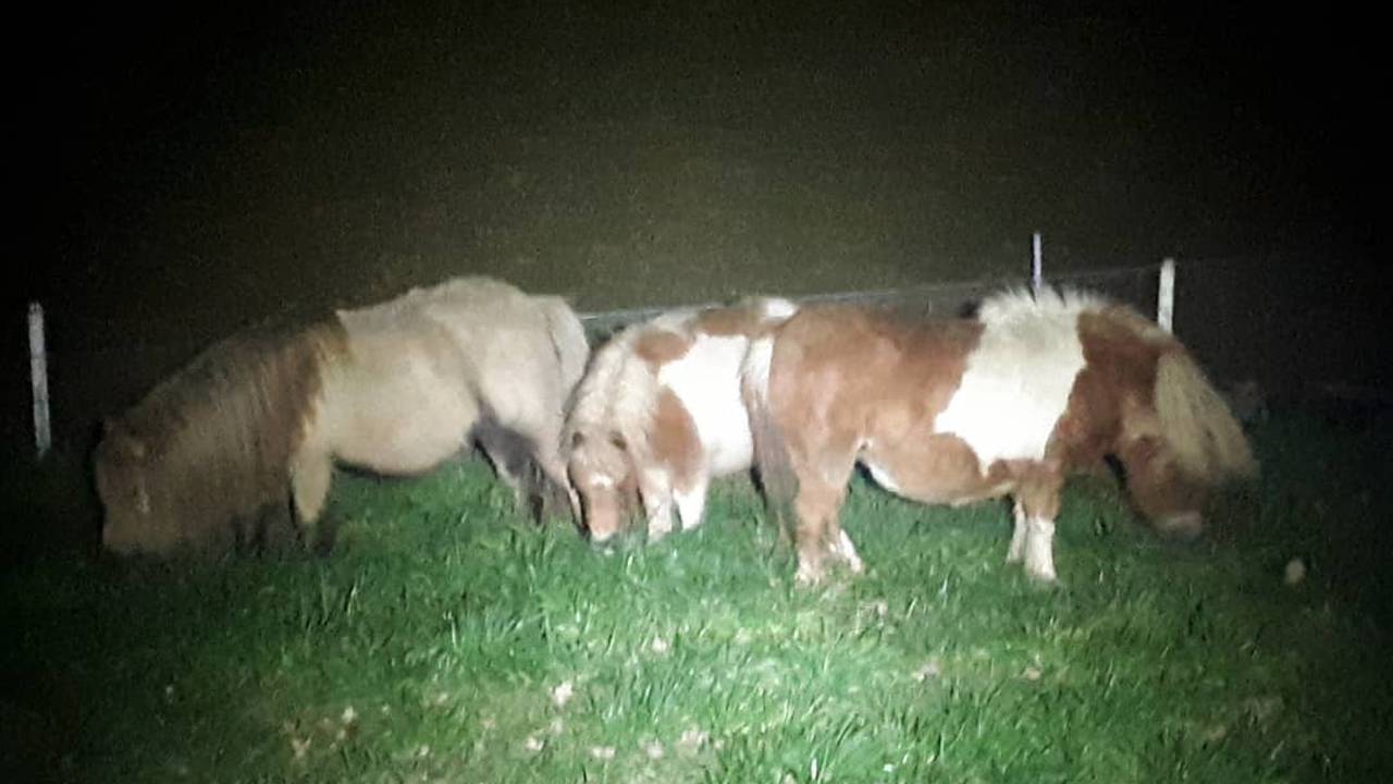 De ontsnapte pony's in Berghem. (Foto: politie)