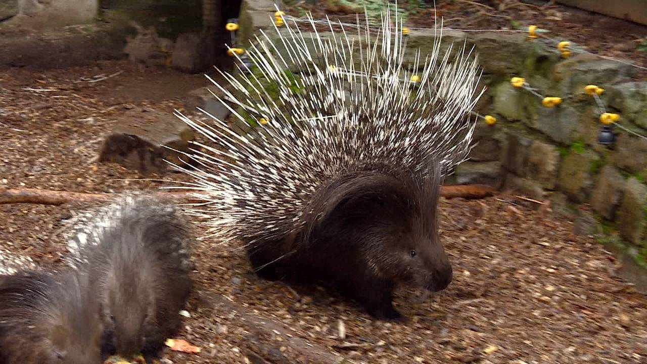 Het ontsnapte stekelvarken Stekeltje is weer gevangen.
