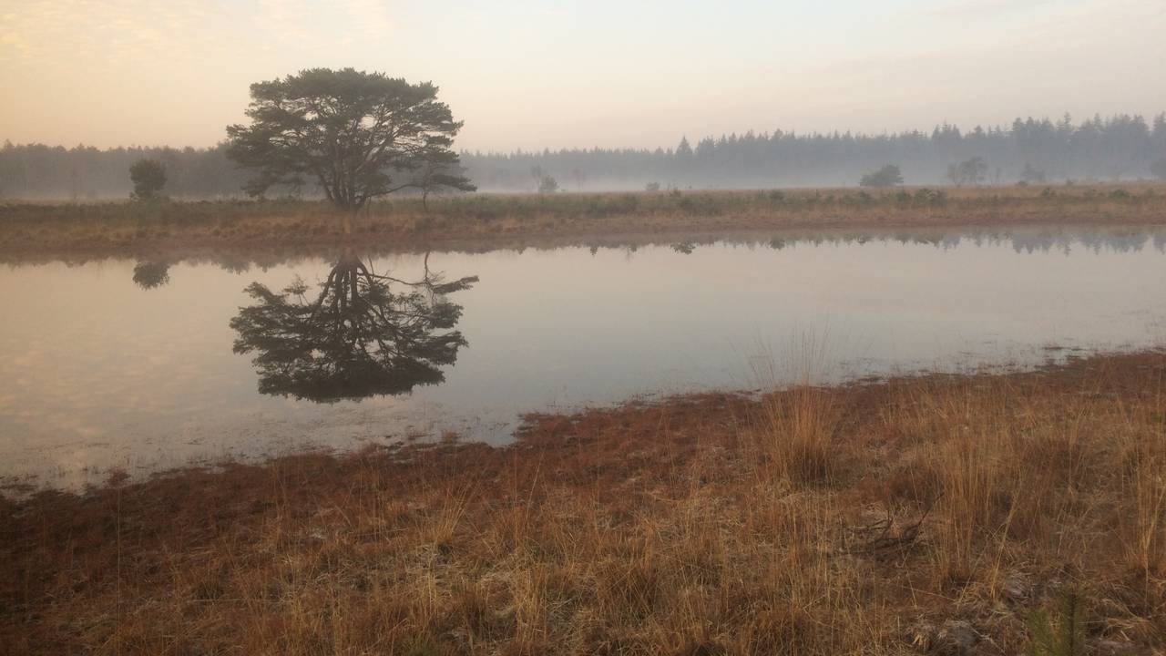 Het Leenderbos FOTO: Anja de Loos