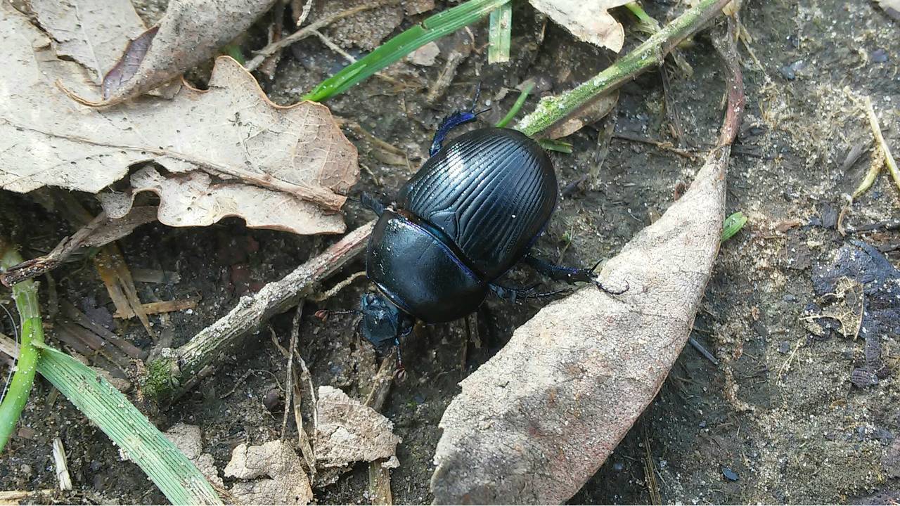 Een bosmestkever. (Foto: Thea Willems)