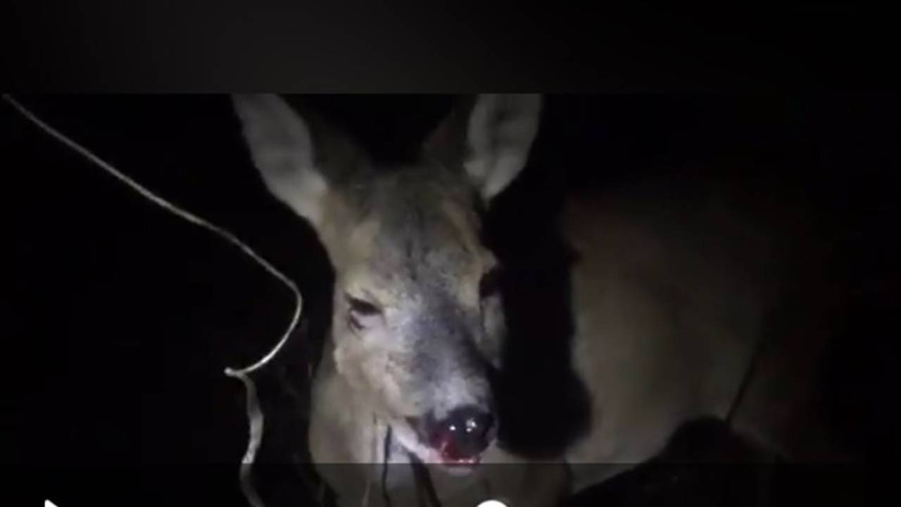 Regelmatig worden er reeën aangereden in Brabant. (Foto: archief)