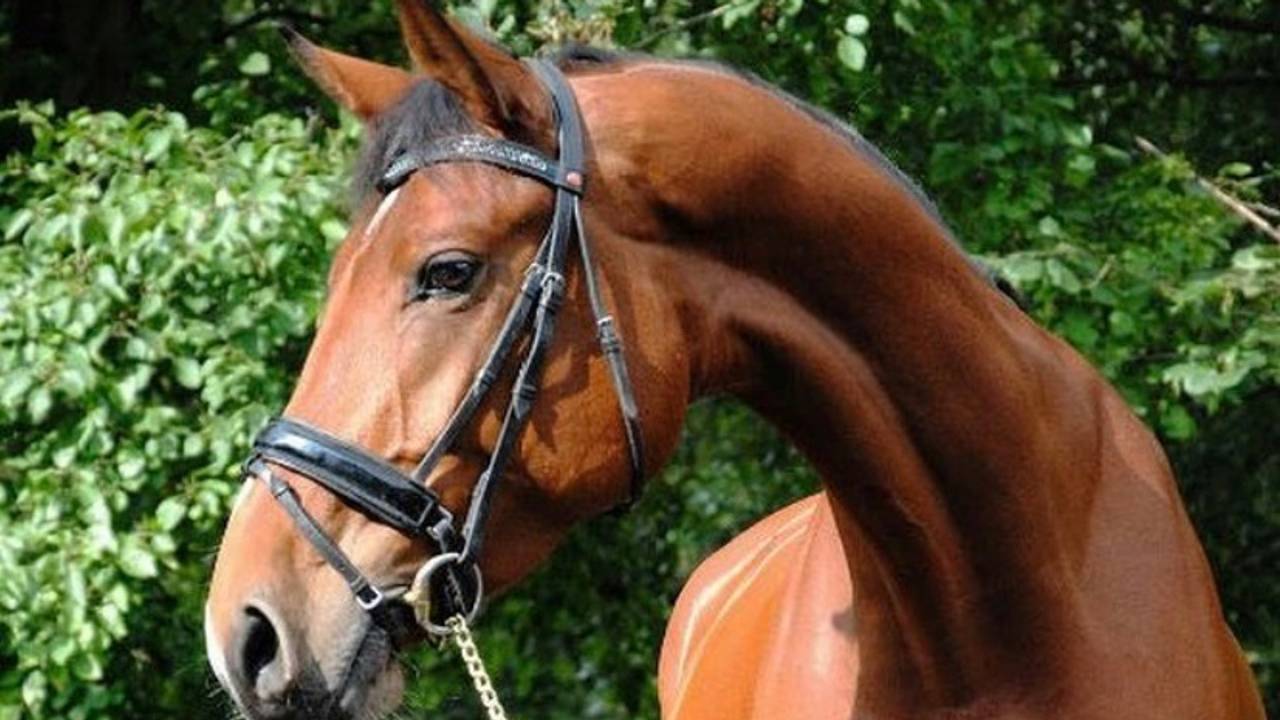 Het rhinovirus kan ook in Brabant toeslaan (foto: archief).