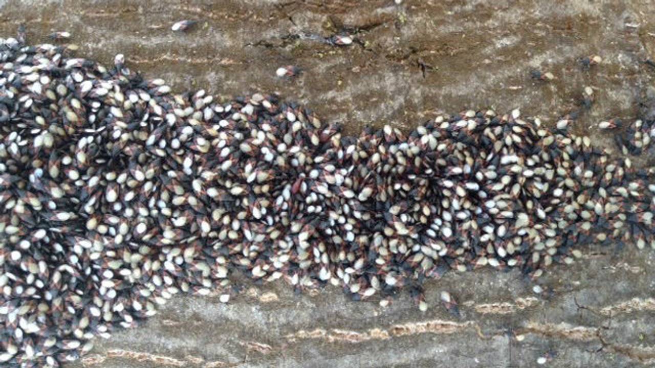 Heel veel jonge vuurwantsen bij elkaar. (Foto: Carla de Laat)