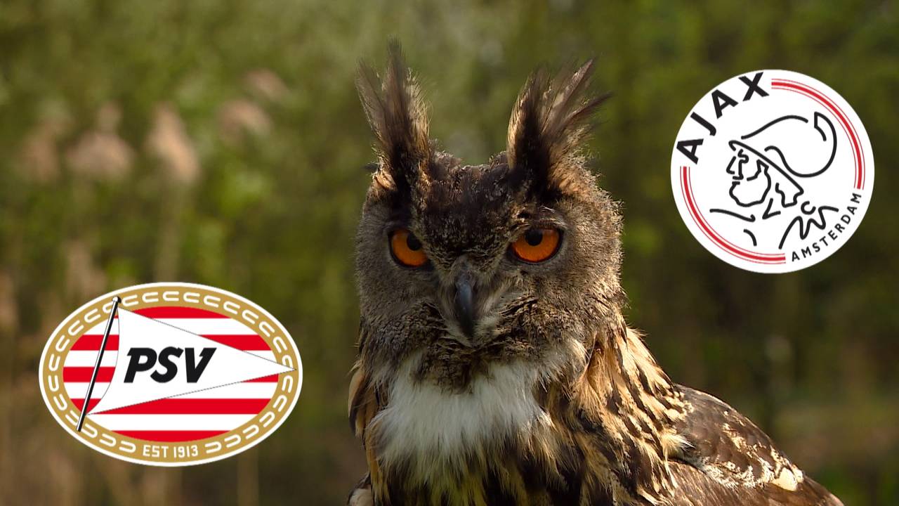 Wie gaat winnen? De voorspel-oehoe weet raad. (illustratie: Raymond Merkx)