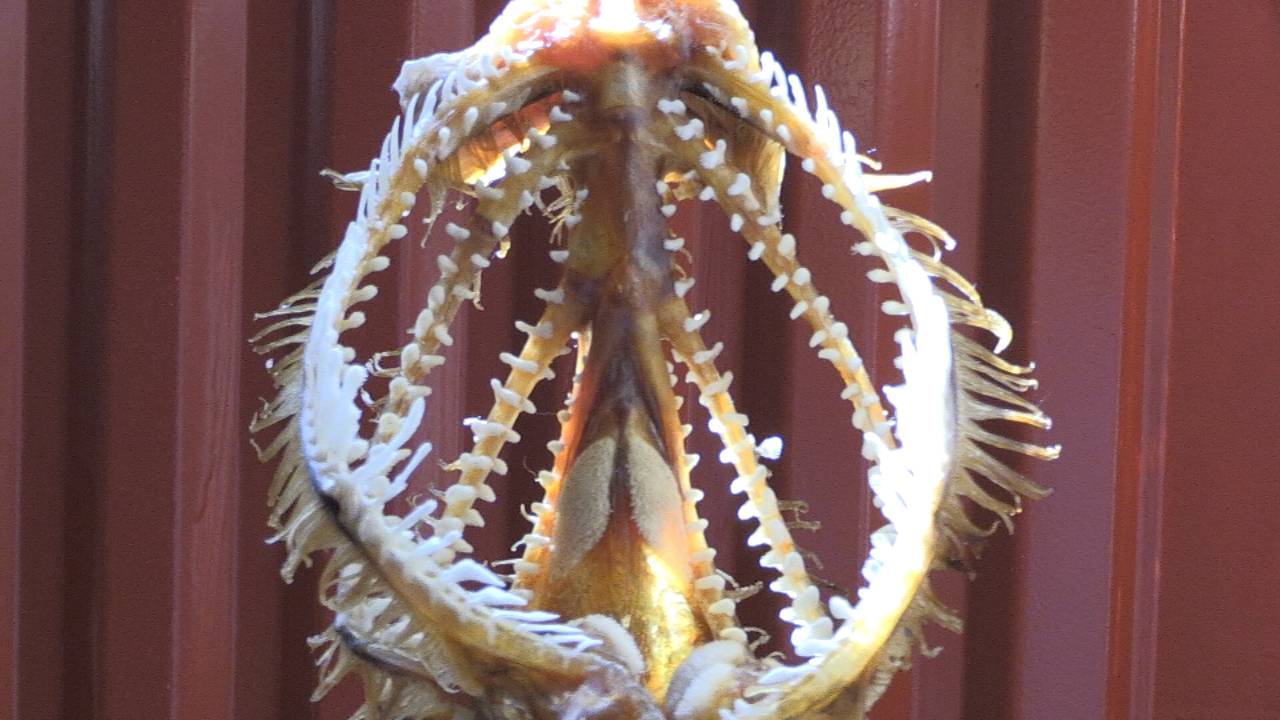 Een van de kunstwerkjes die Mandy den Elzen heeft gemaakt van vissenkieuwen.