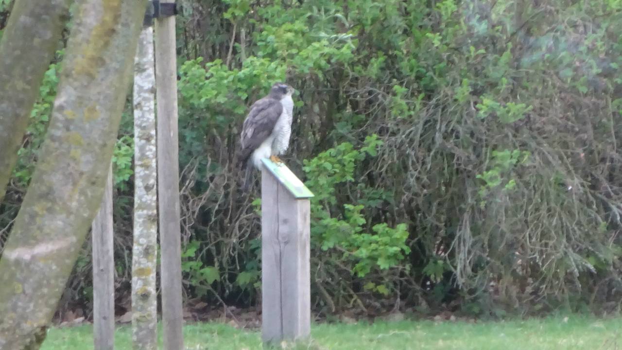 Een sperwervrouwtje. (Foto: Ton van Dongen)