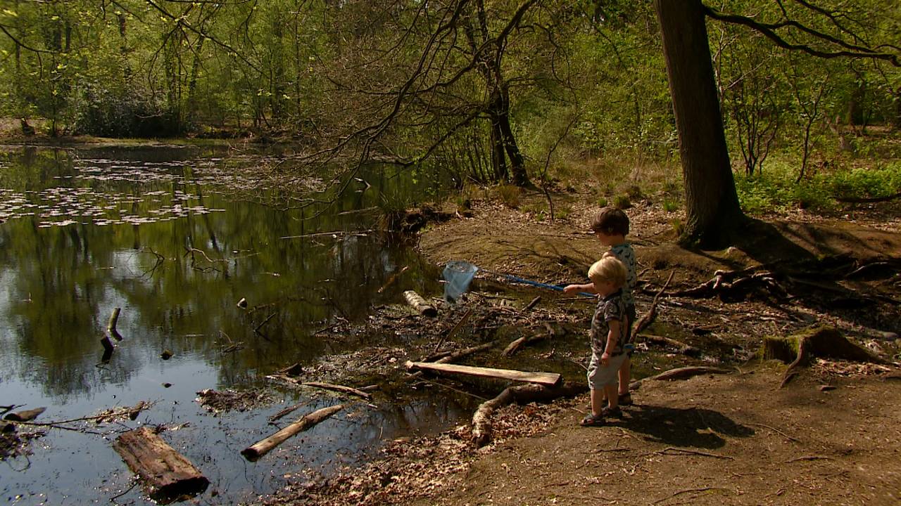 Kinderen proberen kikkers te vangen in de Oisterwijkse bossen en vennen.