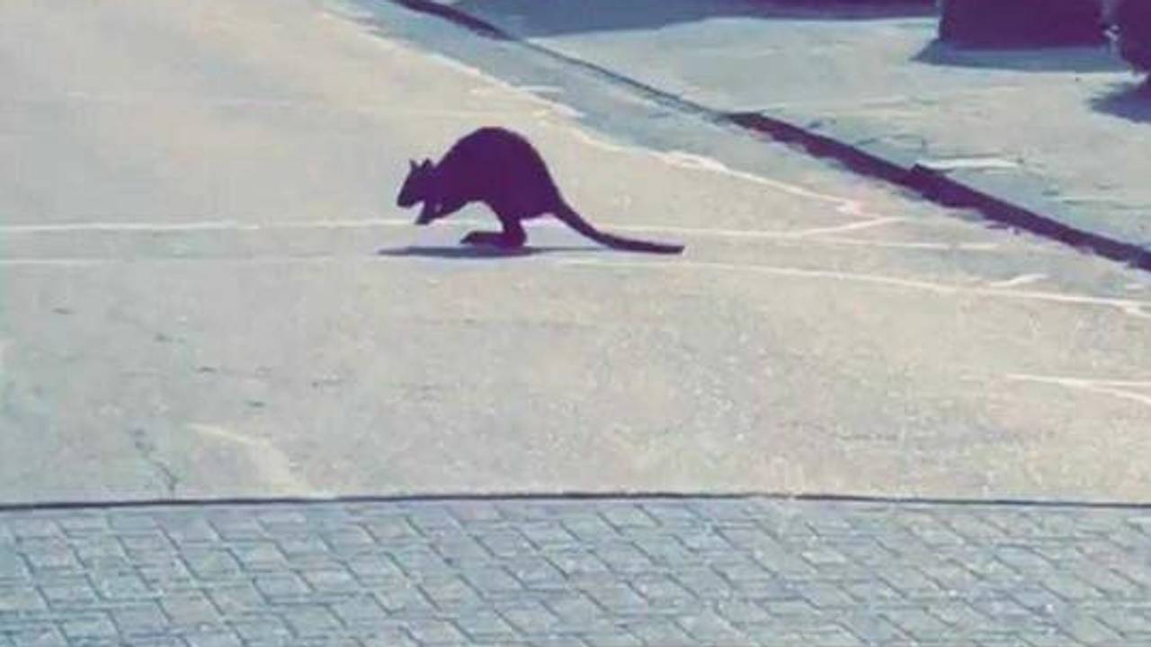 De wallaby is in verschillende wijken in Vierlingsbeek gespot. (Foto: Facebook politie Boxmeer)