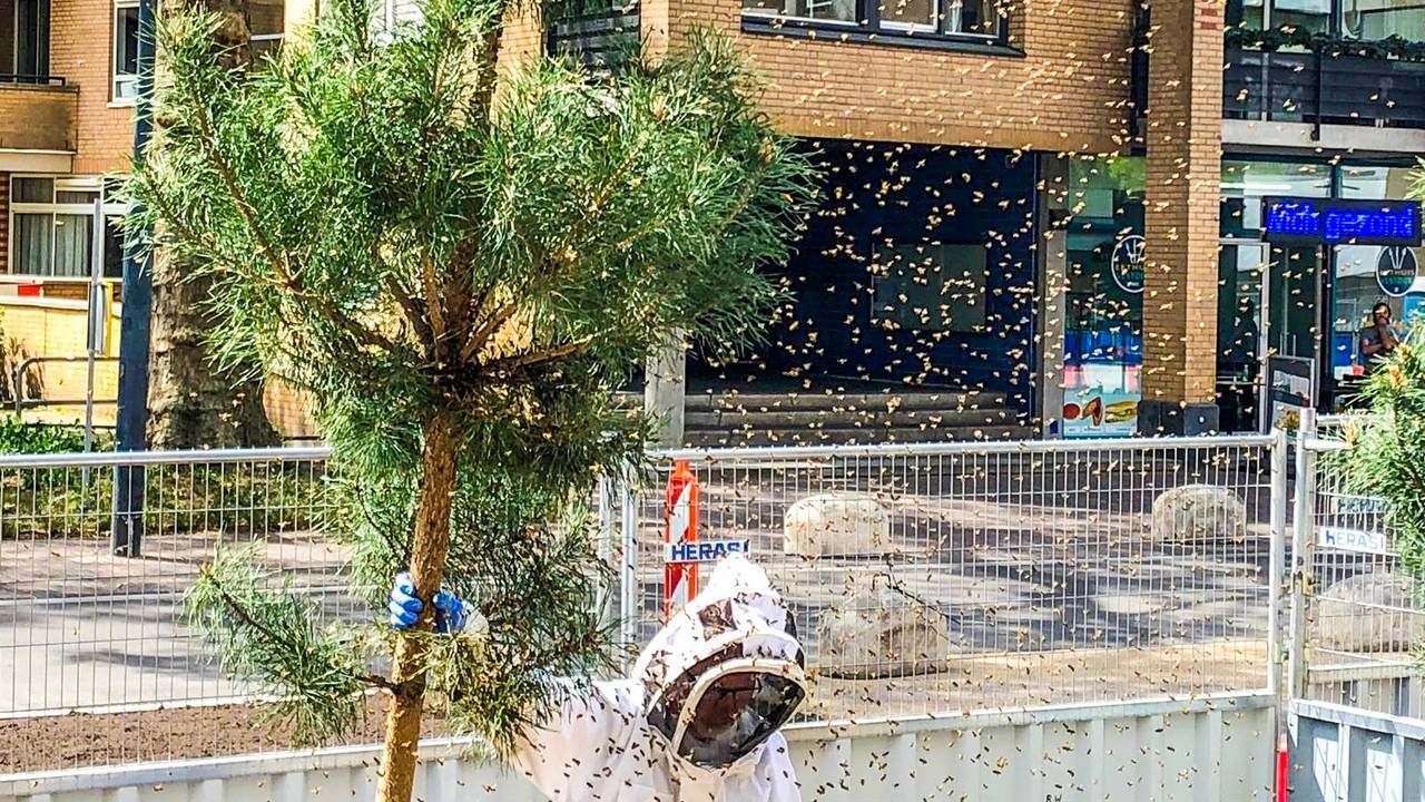 Een imker heeft het nieuwe nest verwijderd. (foto: Sem van Rijssel)
