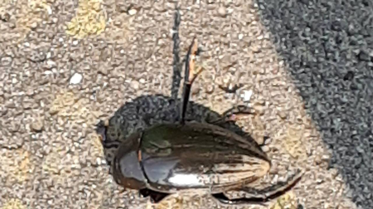 De grote spinnende watertor. (Foto: Adje Vervest)