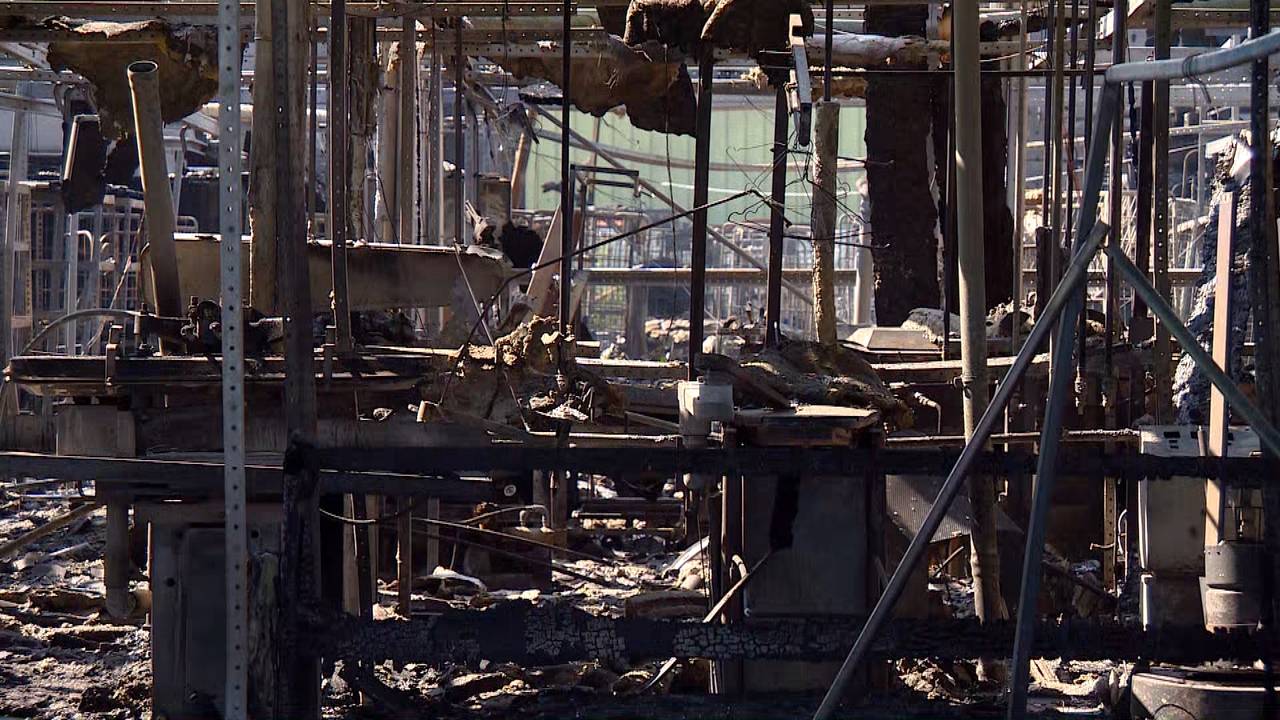 De schade is enorm. (foto: Omroep Brabant)