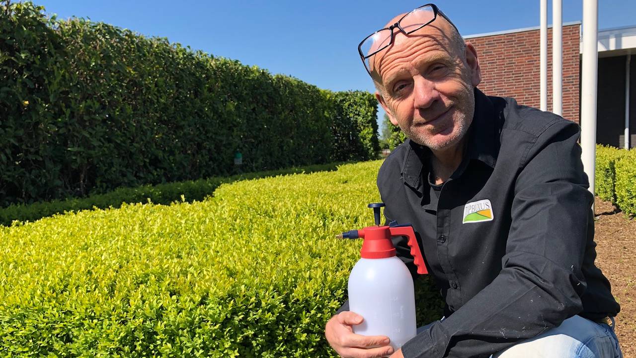 Buxuskweker Adrie van Dun zet bacteriën in tegen de buxusmot (foto: Erik Peeters)