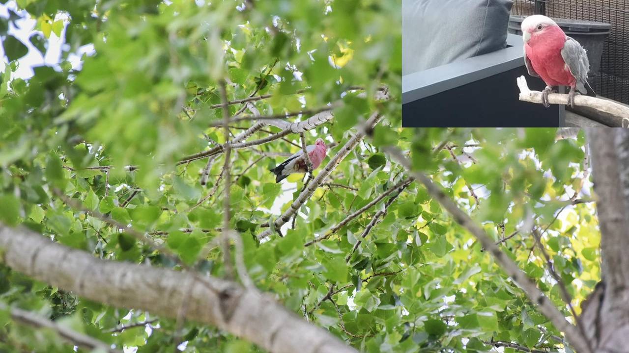 Troy is in een boom terechtgekomen (Foto's : Toby de Kort / De Kort Media& Ellen Dominicus Bruens / Facebook).