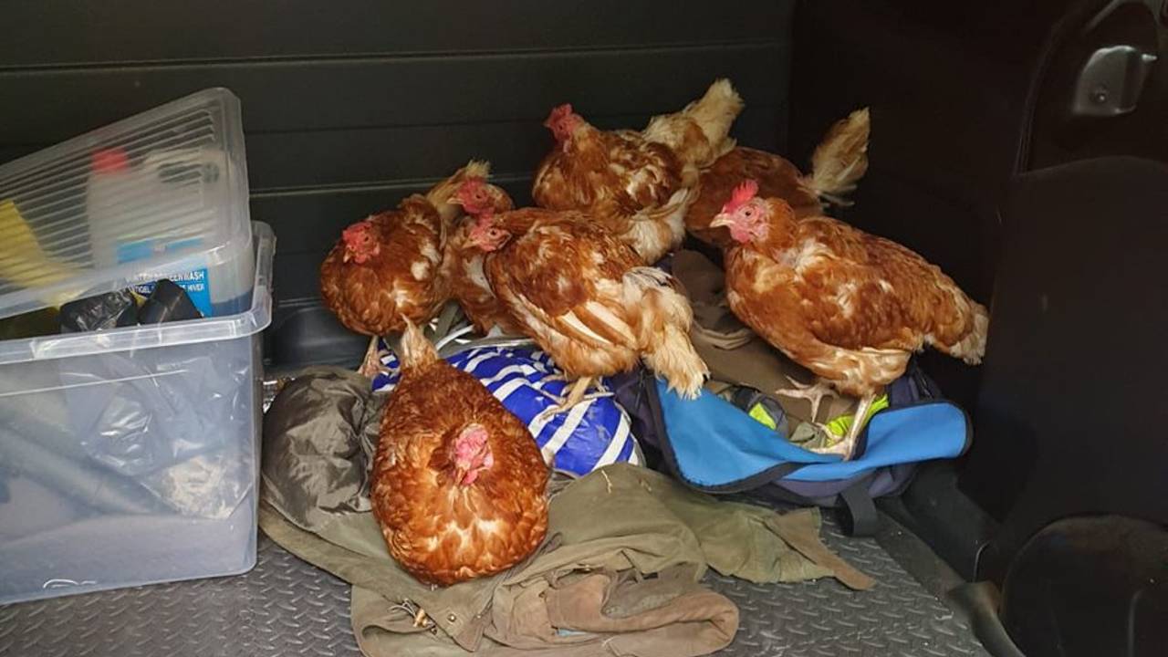 De kippen konden makkelijk worden gevangen, omdat ze tam waren. (Foto: Erik de Jonge)