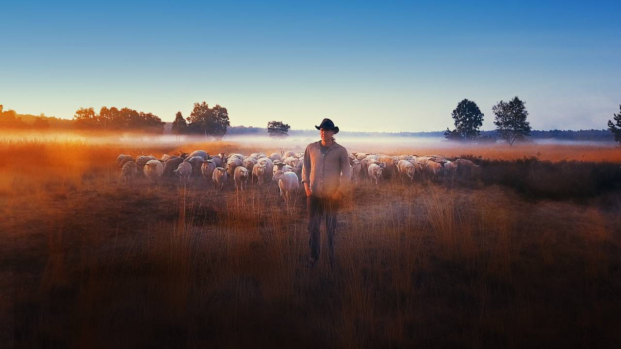 'Schapenheld'maakt kans op een NL Award