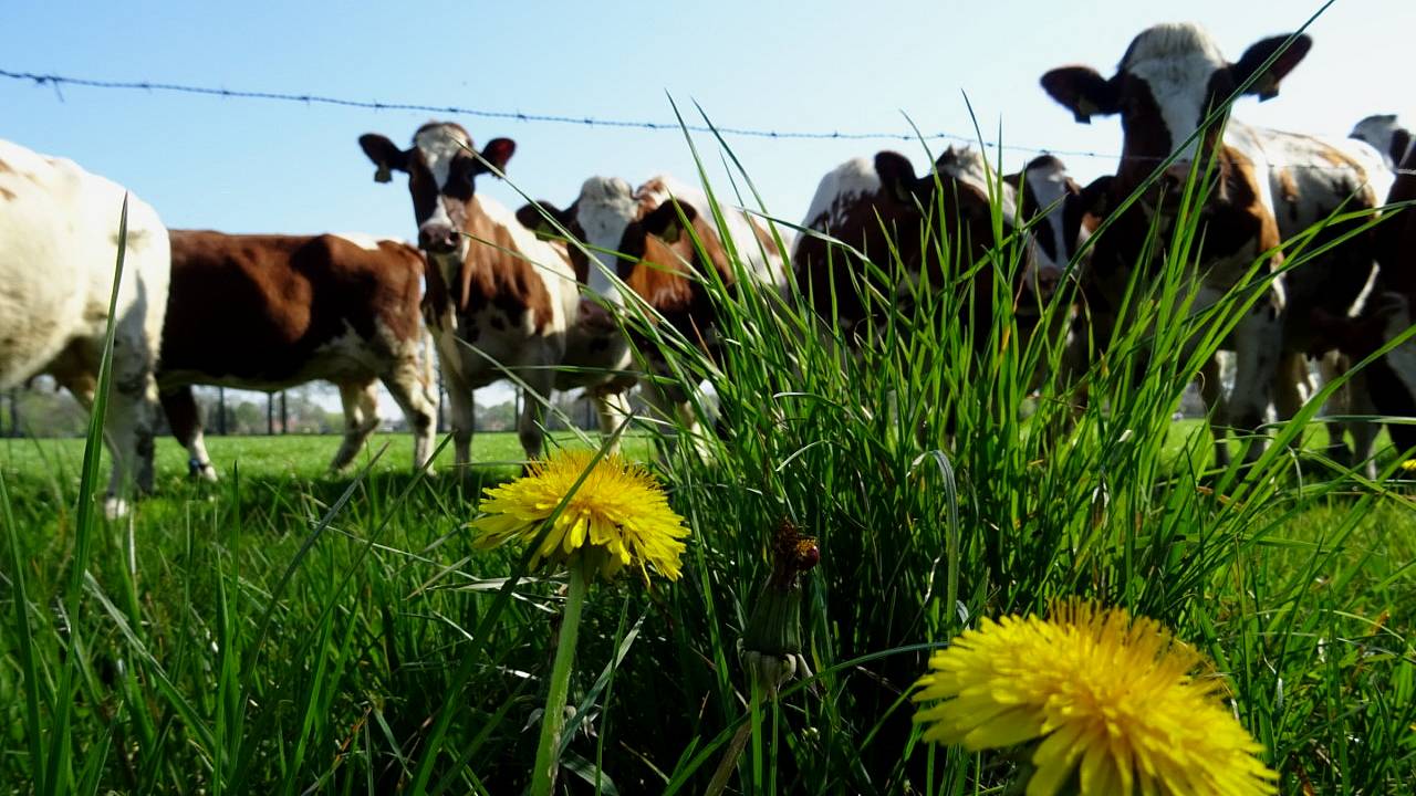 Koeien hoeven zich nog geen zorgen te maken (foto: Willem van Nunen)