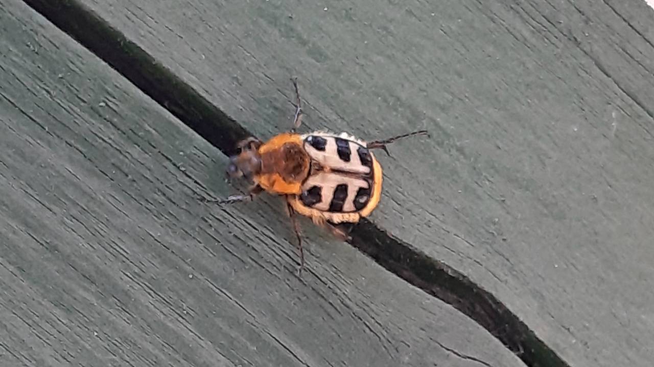 Een penseelkever. (Foto: John Lakwijk)