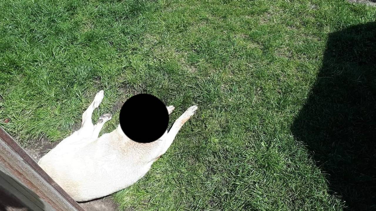 De politie heeft de hond onherkenbaar gemaakt op de foto.