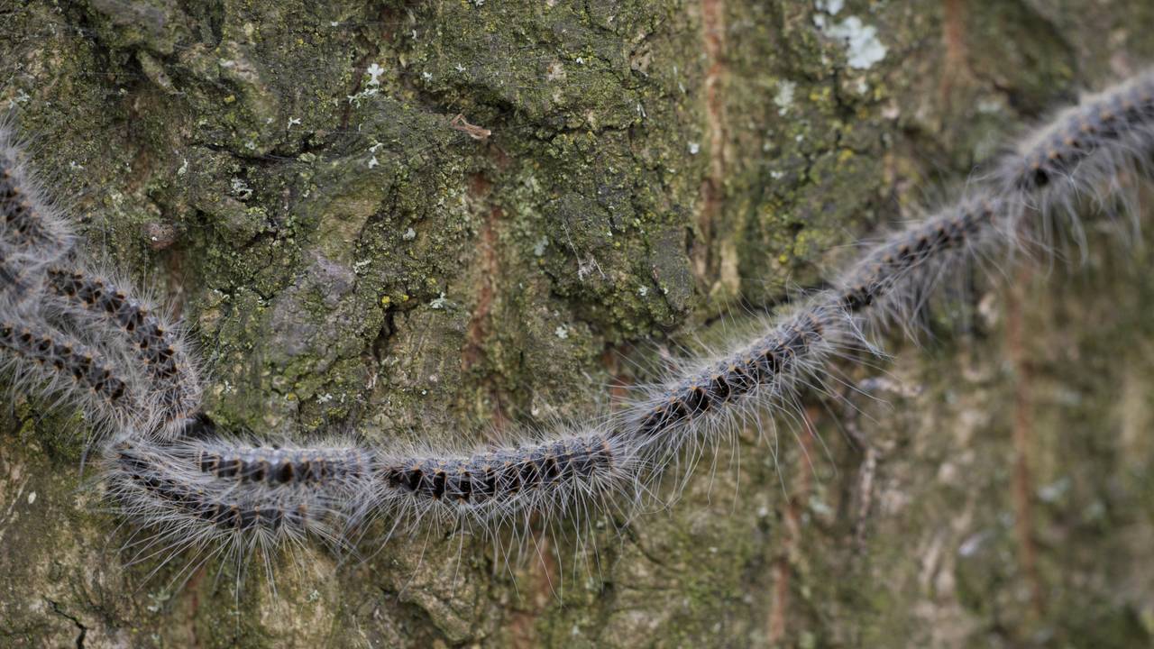 De huisartsen horen veel klachten over de Eikenprocessierups (Archieffoto).