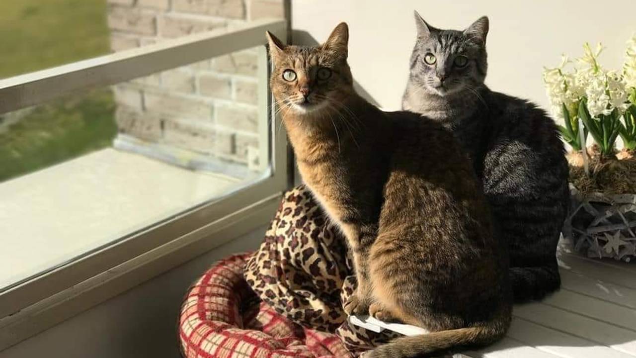 De katten van Deborah Maya en Bailey.